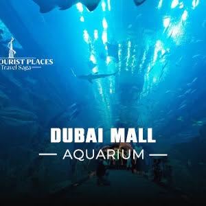 Dubai Mall Aquarium | Dubai Mall Aquarium Tickets